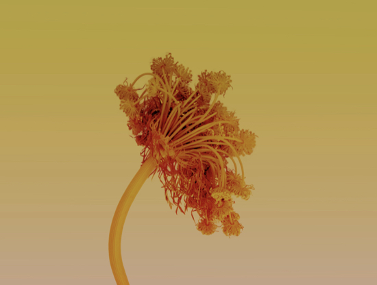 Amor y mindfulness: Cómo amarse sin perderse